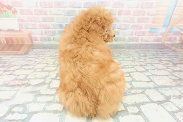 富山県のトイプードル(トイ) (Coo&RIKU富山店/2026年2月15日生まれ/男の子/アプリコット)の子犬の4枚目の画像