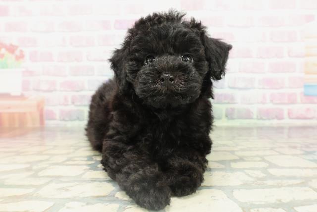 新潟県のトイプードル(トイ) (Coo&RIKU新潟西店/2026年2月15日生まれ/女の子/ブラック)の子犬の1枚目の画像