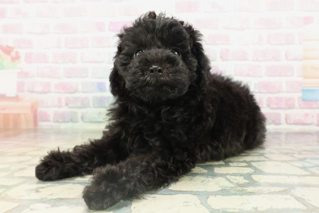 新潟県のトイプードル(トイ) (Coo&RIKU新潟西店/2026年2月15日生まれ/女の子/ブラック)の子犬の2枚目の画像