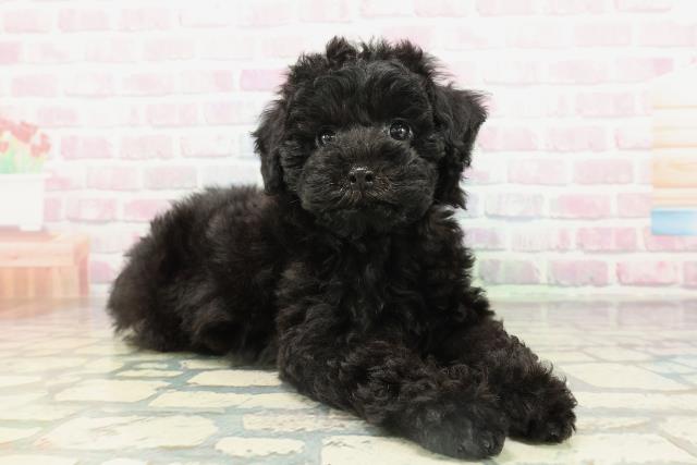 新潟県のトイプードル(トイ) (Coo&RIKU新潟西店/2026年2月15日生まれ/女の子/ブラック)の子犬の3枚目の画像