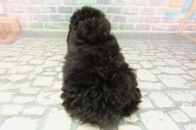 新潟県のトイプードル(トイ) (Coo&RIKU新潟西店/2026年2月15日生まれ/女の子/ブラック)の子犬の4枚目の画像