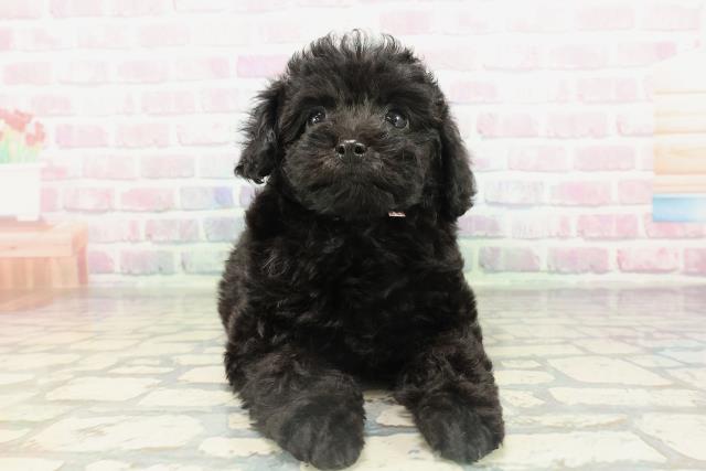 北海道のトイプードル(トイ) (Coo&RIKU旭川店/2026年2月15日生まれ/女の子/ブラック)の子犬