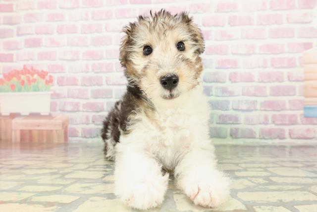 東京都のワイアーフォックステリア (Coo&RIKU足立本店/2026年2月9日生まれ/女の子/ホワイトブラックタン)の子犬の1枚目の画像