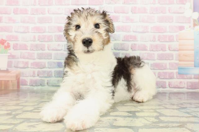 東京都のワイアーフォックステリア (Coo&RIKU足立本店/2026年2月9日生まれ/女の子/ホワイトブラックタン)の子犬の2枚目の画像