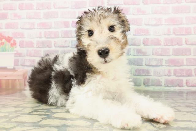 東京都のワイアーフォックステリア (Coo&RIKU足立本店/2026年2月9日生まれ/女の子/ホワイトブラックタン)の子犬の3枚目の画像