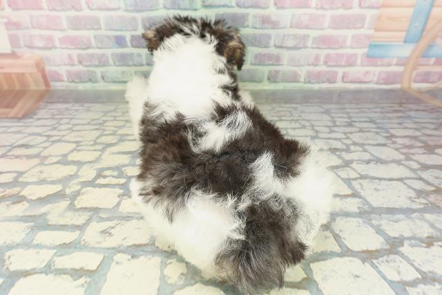 東京都のワイアーフォックステリア (Coo&RIKU足立本店/2026年2月9日生まれ/女の子/ホワイトブラックタン)の子犬の4枚目の画像