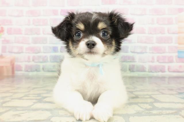 チワワ（ロングコート）