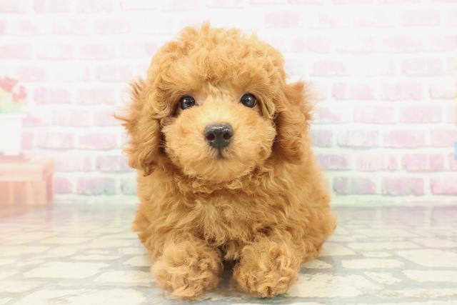 北海道のトイプードル(トイ) (Coo&RIKU室蘭店/2026年2月10日生まれ/男の子/レッド)の子犬