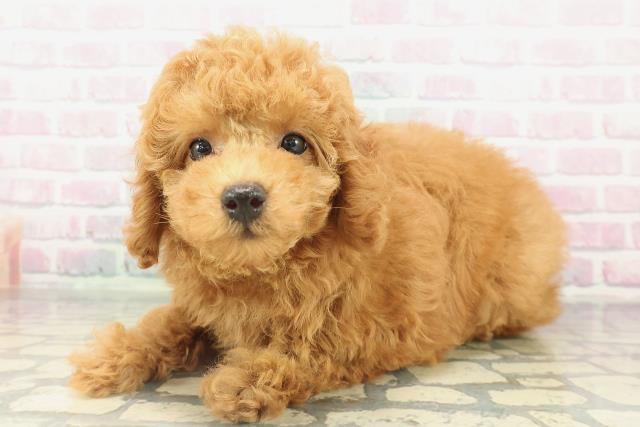 北海道のトイプードル(トイ) (Coo&RIKU室蘭店/2026年2月10日生まれ/男の子/レッド)の子犬の2枚目の画像