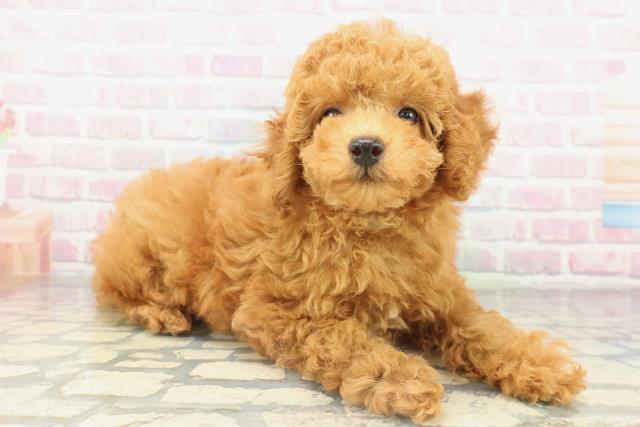 北海道のトイプードル(トイ) (Coo&RIKU室蘭店/2026年2月10日生まれ/男の子/レッド)の子犬の3枚目の画像