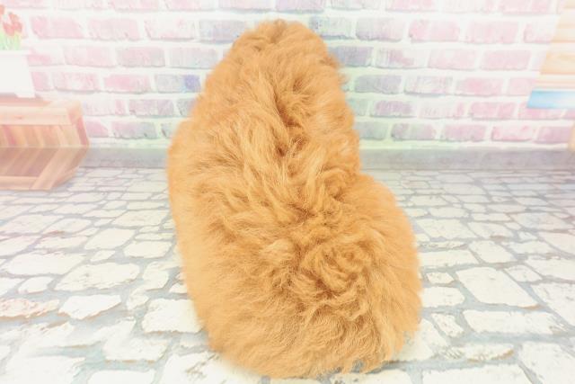 北海道のトイプードル(トイ) (Coo&RIKU室蘭店/2026年2月10日生まれ/男の子/レッド)の子犬の4枚目の画像