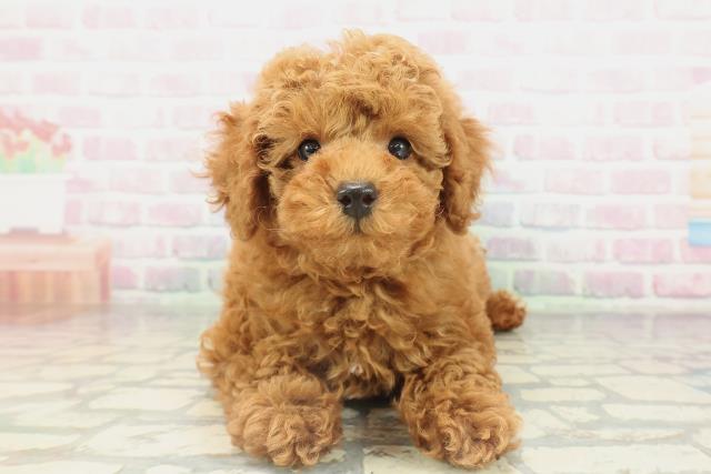 青森県のトイプードル(トイ) (Coo&RIKU青森店/2026年2月10日生まれ/男の子/レッド)の子犬