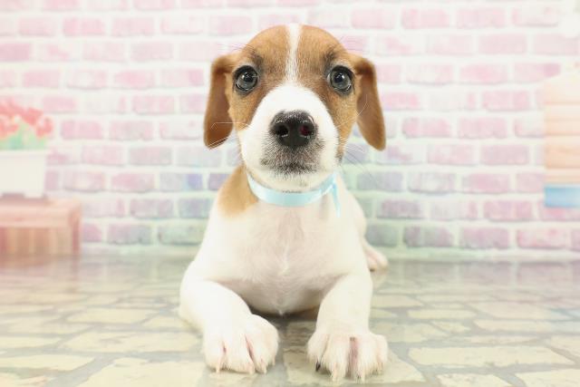 ジャックラッセルテリア