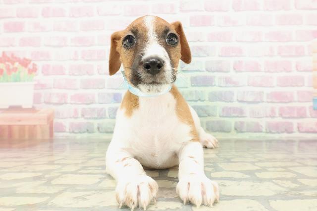 ジャックラッセルテリア