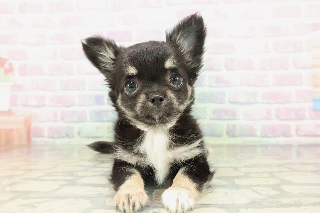 チワワ（ロングコート）