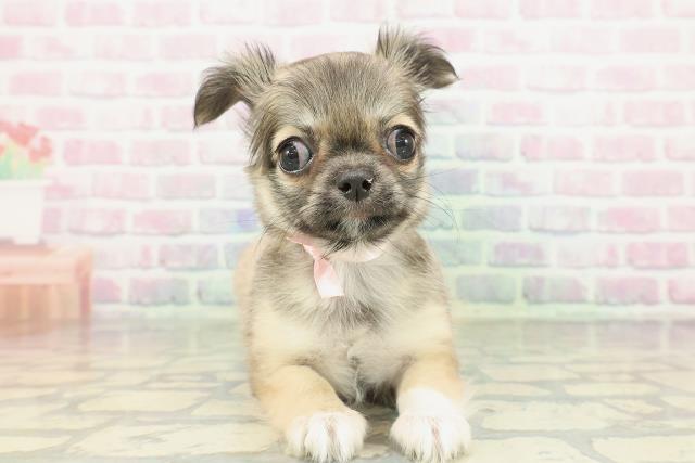 青森県のチワワ(ロング) (Coo&RIKU八戸店/2026年2月13日生まれ/女の子/フォーンホワイト)の子犬