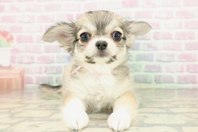 北海道のチワワ(ロング) (Coo&RIKU函館店/2026年2月13日生まれ/女の子/フォーンホワイト)の子犬の1枚目の画像