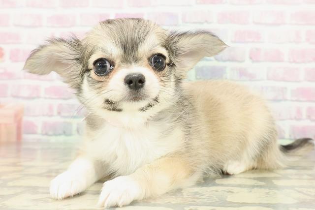 北海道のチワワ(ロング) (Coo&RIKU函館店/2026年2月13日生まれ/女の子/フォーンホワイト)の子犬の2枚目の画像