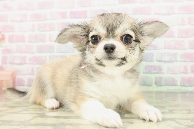 北海道のチワワ(ロング) (Coo&RIKU函館店/2026年2月13日生まれ/女の子/フォーンホワイト)の子犬の3枚目の画像