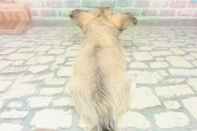 北海道のチワワ(ロング) (Coo&RIKU函館店/2026年2月13日生まれ/女の子/フォーンホワイト)の子犬の4枚目の画像