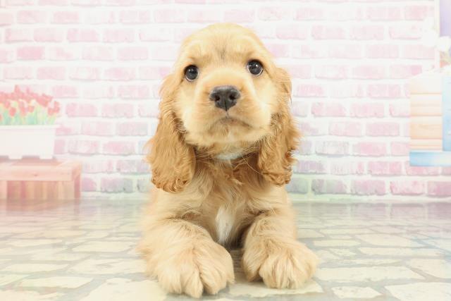 アメリカン・コッカースパニエル