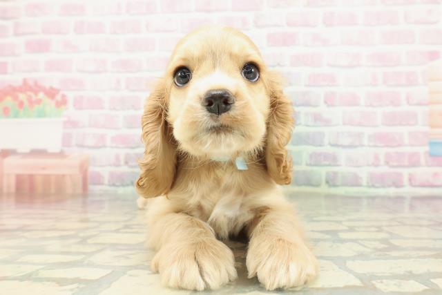 千葉県のアメリカンコッカースパニエル (Coo&RIKUフレスポ稲毛店/2026年2月15日生まれ/男の子/バフ)の子犬の1枚目の画像