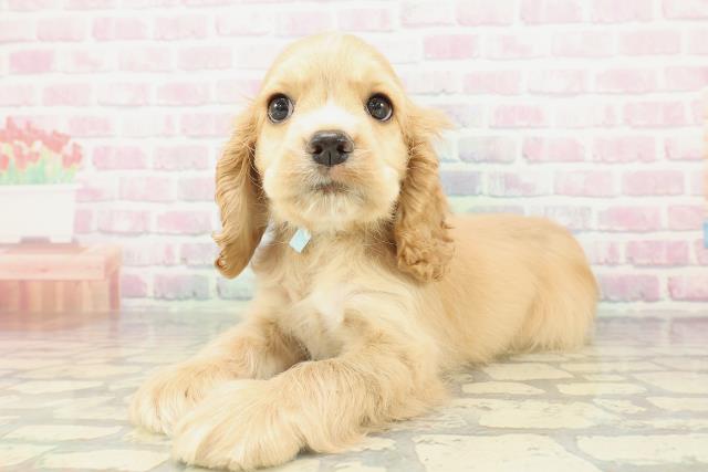 千葉県のアメリカンコッカースパニエル (Coo&RIKUフレスポ稲毛店/2026年2月15日生まれ/男の子/バフ)の子犬の2枚目の画像