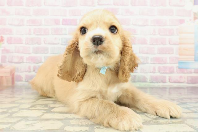 千葉県のアメリカンコッカースパニエル (Coo&RIKUフレスポ稲毛店/2026年2月15日生まれ/男の子/バフ)の子犬の3枚目の画像