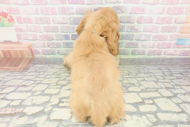 千葉県のアメリカンコッカースパニエル (Coo&RIKUフレスポ稲毛店/2026年2月15日生まれ/男の子/バフ)の子犬の4枚目の画像