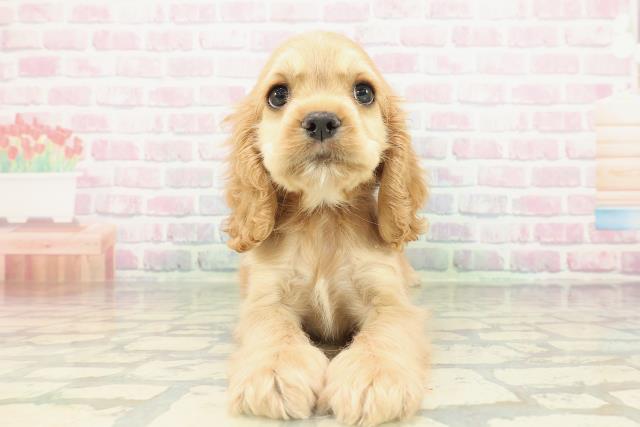 アメリカン・コッカースパニエル