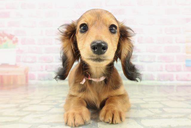 新潟県のミニチュアダックスフンド(ロング) (Coo&RIKU上越店/2026年1月21日生まれ/女の子/シェーデットレッド)の子犬