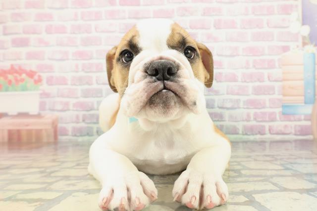 埼玉県のブルドッグ (Coo&RIKU川越店/2026年2月1日生まれ/男の子/レッドホワイト)の子犬の1枚目の画像