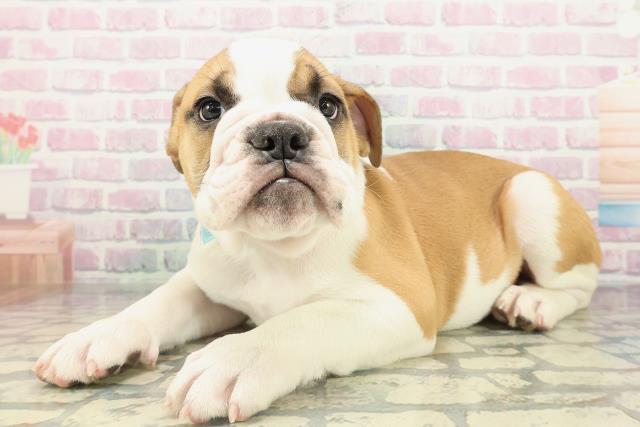 埼玉県のブルドッグ (Coo&RIKU川越店/2026年2月1日生まれ/男の子/レッドホワイト)の子犬の2枚目の画像