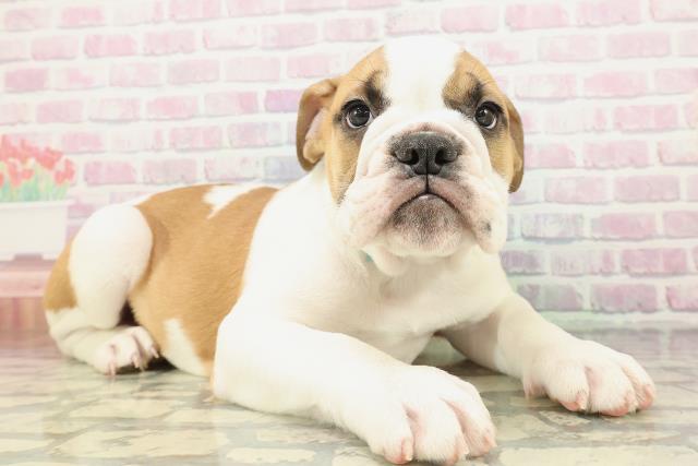 埼玉県のブルドッグ (Coo&RIKU川越店/2026年2月1日生まれ/男の子/レッドホワイト)の子犬の3枚目の画像