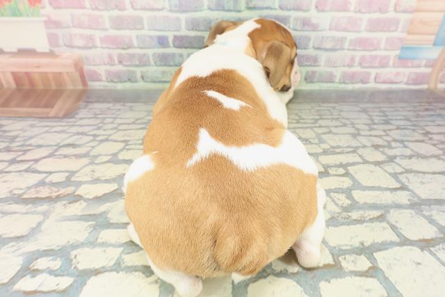 埼玉県のブルドッグ (Coo&RIKU川越店/2026年2月1日生まれ/男の子/レッドホワイト)の子犬の4枚目の画像