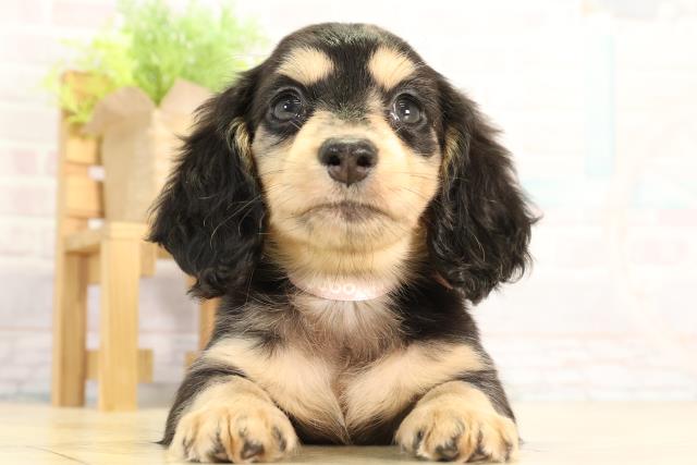 ミニチュア・ダックスフンド