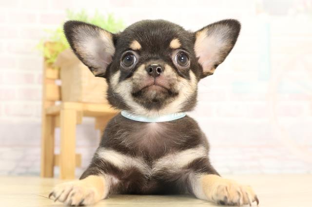 チワワ（スムースコート）