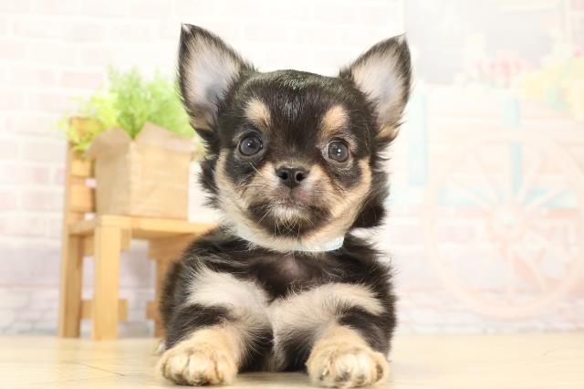 チワワ(ロングコート)