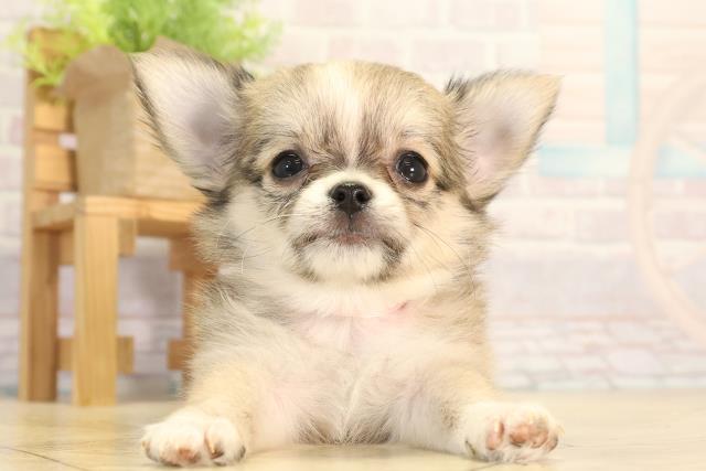 チワワ(ロングコート)