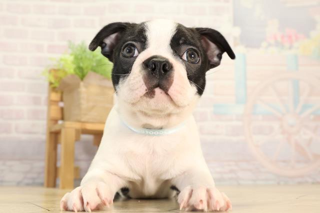 愛知県のボストンテリア (Coo&RIKU名古屋滝ノ水店/2026年2月13日生まれ/男の子/ボストンカラー)の子犬の1枚目の画像