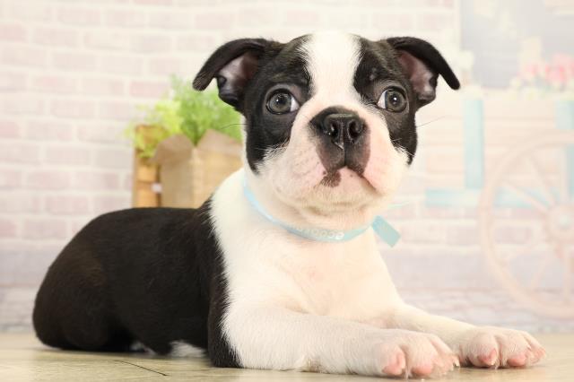 愛知県のボストンテリア (Coo&RIKU名古屋滝ノ水店/2026年2月13日生まれ/男の子/ボストンカラー)の子犬の2枚目の画像