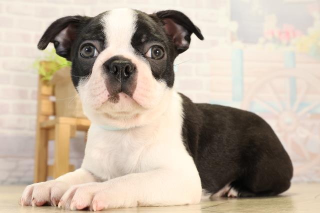 愛知県のボストンテリア (Coo&RIKU名古屋滝ノ水店/2026年2月13日生まれ/男の子/ボストンカラー)の子犬の3枚目の画像