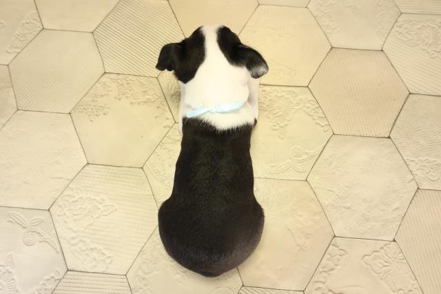 愛知県のボストンテリア (Coo&RIKU名古屋滝ノ水店/2026年2月13日生まれ/男の子/ボストンカラー)の子犬の4枚目の画像