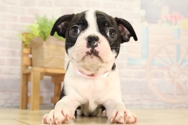愛知県のボストンテリア (Coo&RIKU名古屋中川店/2026年2月13日生まれ/女の子/ボストンカラー)の子犬の1枚目の画像