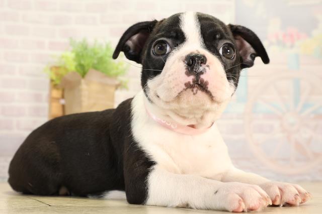 愛知県のボストンテリア (Coo&RIKU名古屋中川店/2026年2月13日生まれ/女の子/ボストンカラー)の子犬の2枚目の画像