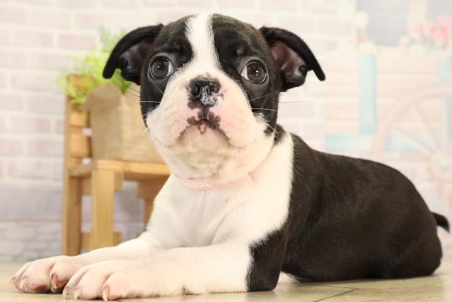 愛知県のボストンテリア (Coo&RIKU名古屋中川店/2026年2月13日生まれ/女の子/ボストンカラー)の子犬の3枚目の画像