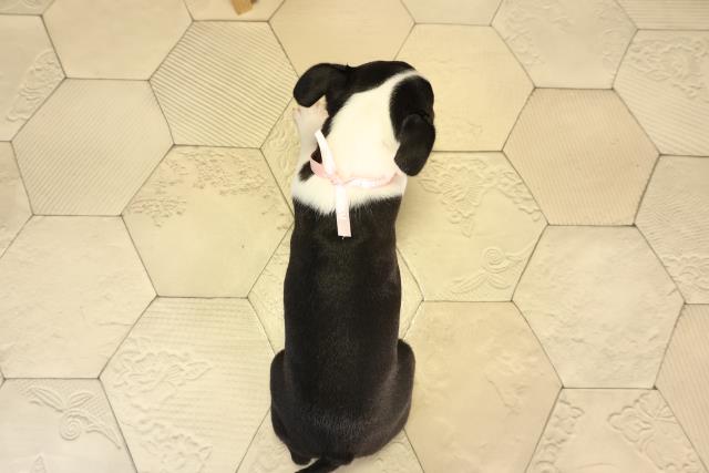 愛知県のボストンテリア (Coo&RIKU名古屋中川店/2026年2月13日生まれ/女の子/ボストンカラー)の子犬の4枚目の画像