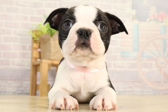 ボストンテリア