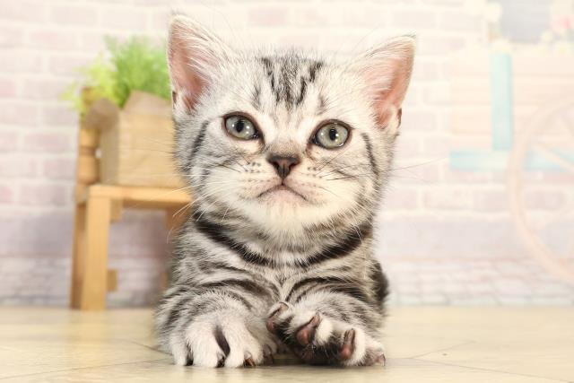 愛知県のアメリカンショートヘアー (Coo&RIKU瀬港線守山店/2026年2月13日生まれ/男の子/シルバータビー)の子猫の1枚目の画像