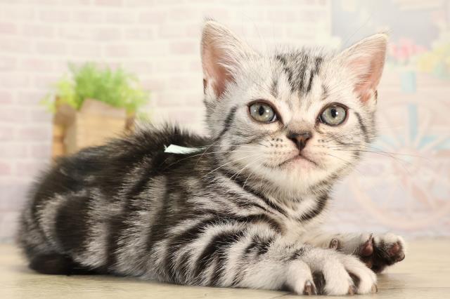 愛知県のアメリカンショートヘアー (Coo&RIKU瀬港線守山店/2026年2月13日生まれ/男の子/シルバータビー)の子猫の2枚目の画像